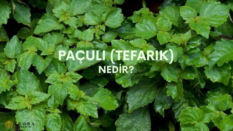 Paçuli Nedir Nasıl Kokar