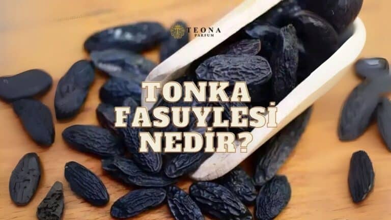 Tonka Fasulyesi Nedir