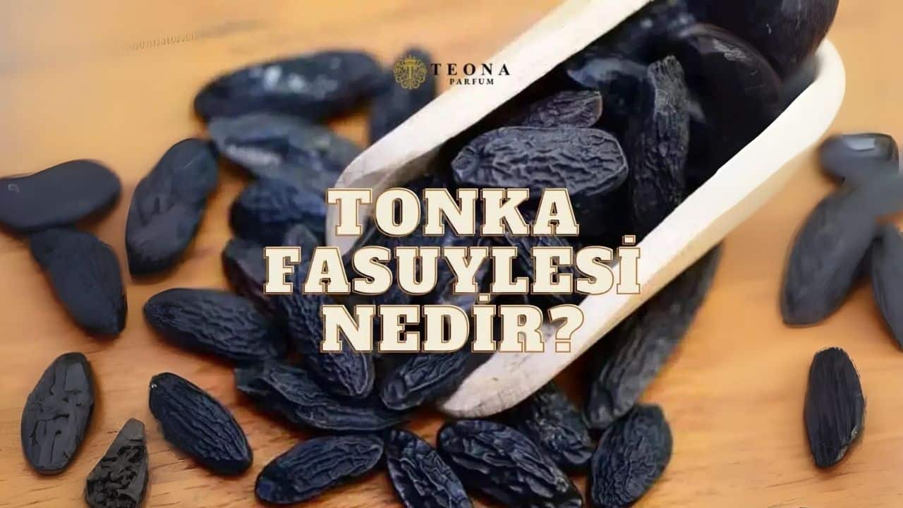 Tonka Fasulyesi Nedir
