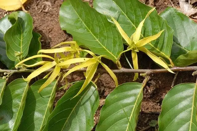Cananga odorata
