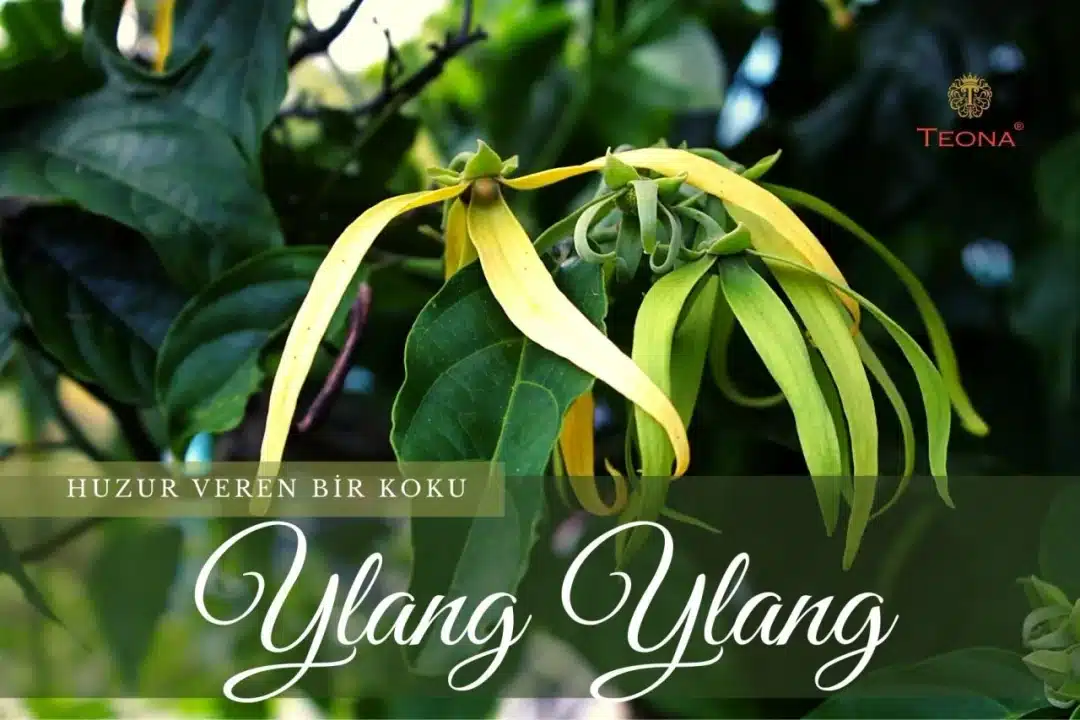 Ylang Ylang Nedir? Yağının Faydaları Neler?